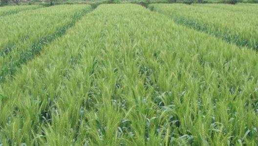 小麦赤霉病全程绿色持续控害技术集成应用
