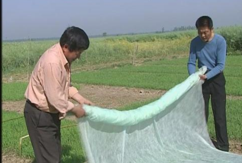 杂交稻暗化催芽无纺布覆盖高效育秧技术