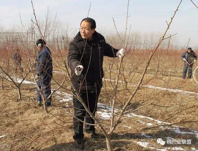 苹果高干开心形高光效整形修剪技术