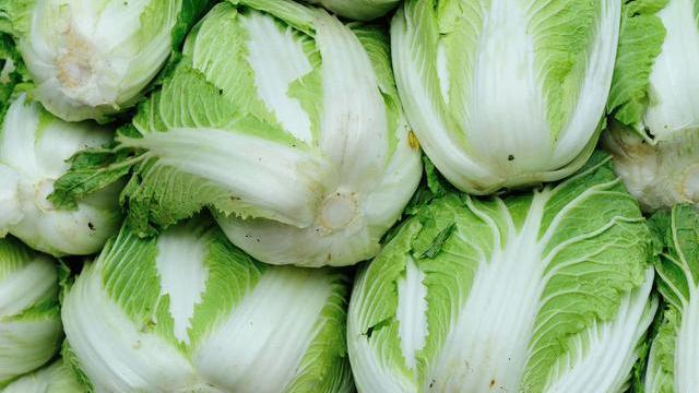 云南冬春季大白菜栽培技术