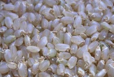 发芽糙米自动控制生产技术及装置