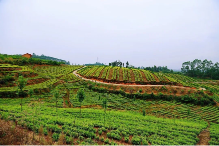 乐山市峨眉山市桂花桥镇庙稿村