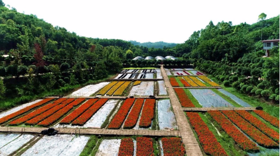 自贡市自流井区仲权镇竹元村