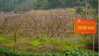 乐山市犍为县舞雩镇平安村