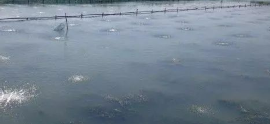 池塘微生态制剂水质调控技术