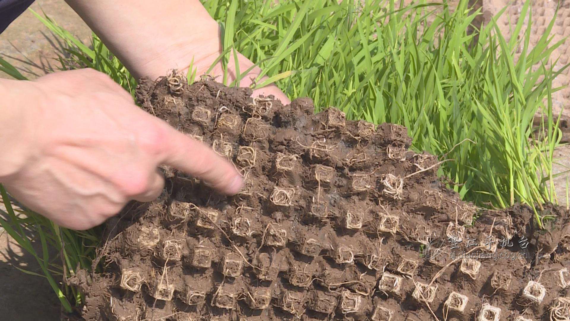 水稻钵型毯状苗育插秧技术