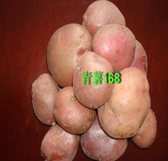 青薯168