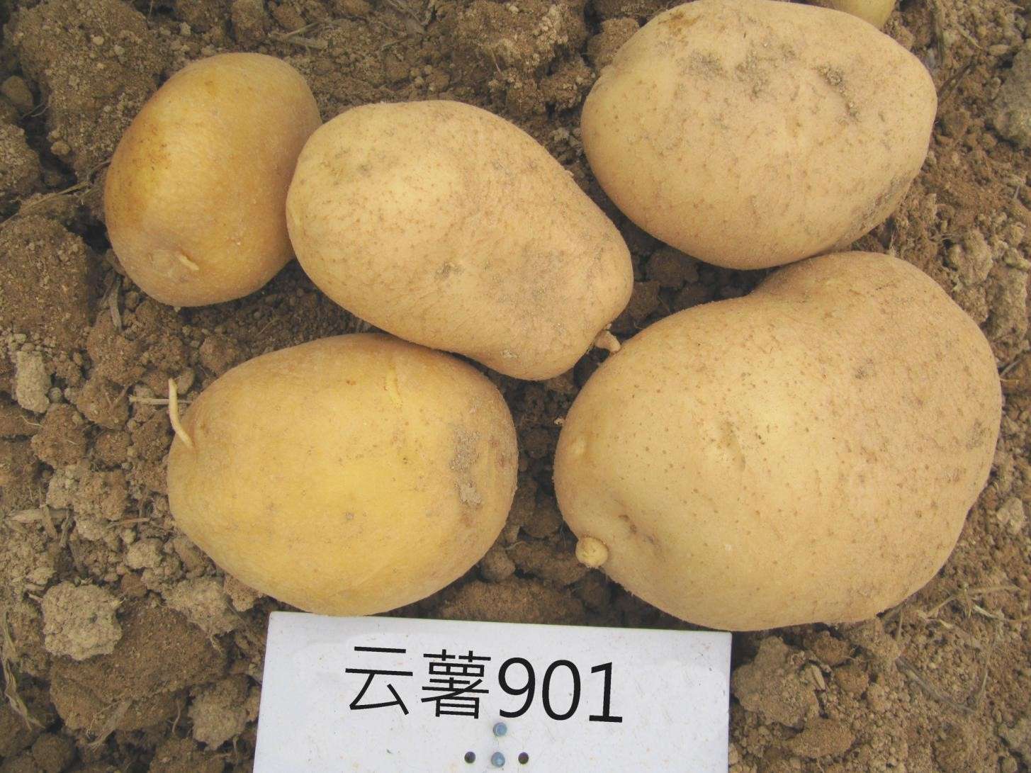 云薯901