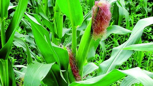 鲜食玉米高值化绿色栽培技术
