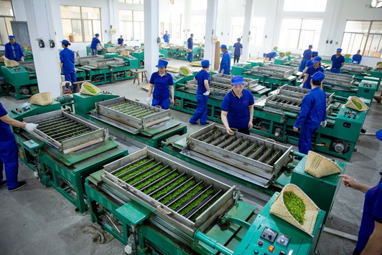 名优茶连续自动化加工技术