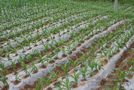 东部冷凉区玉米秸秆还田地膜覆盖栽培技术
