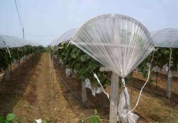 水果避雨设施栽培技术