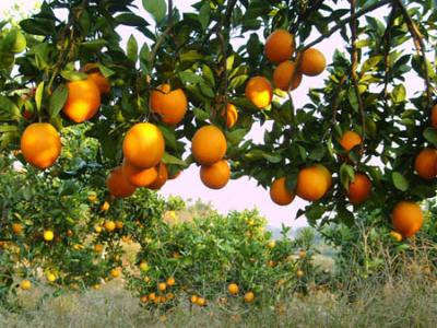 柑橘完熟栽培技术
