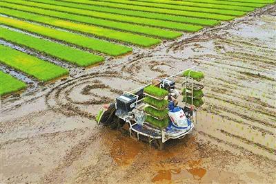 水稻抗低温减灾生产技术