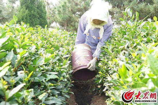 茶园“有机肥+配方肥”定额施肥技术