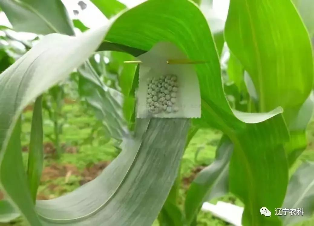 玉米螟生物防治技术