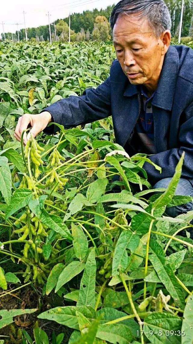米豆轮作条件下大豆高产栽培技术