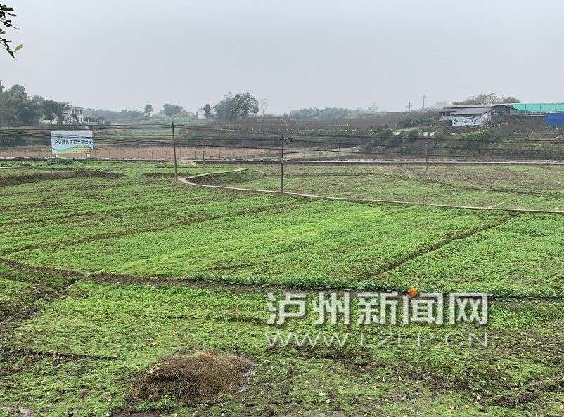 泸县雅龙水稻专业合作社