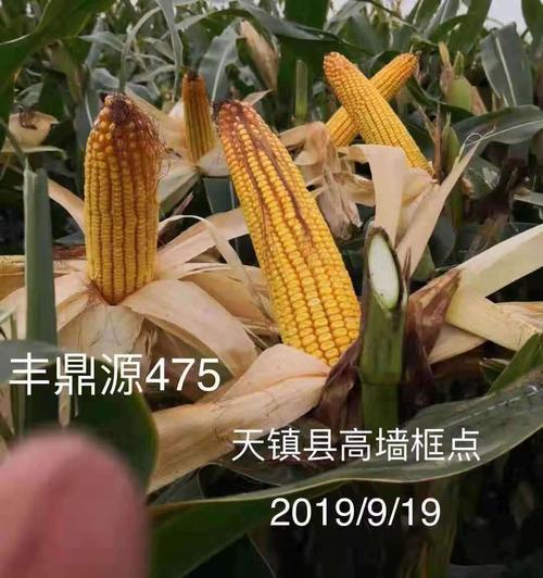 玉米丰鼎475