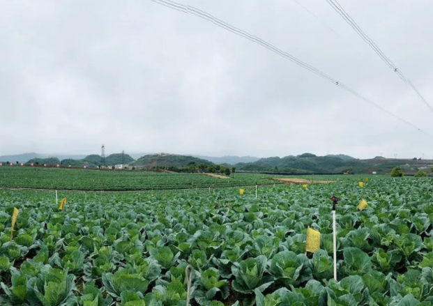 荥阳市新田地种植专业合作社