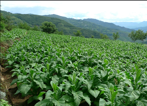 沂源越水种植养殖专业合作社