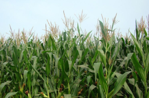 甘南县霁朗玉米种植专业合作社