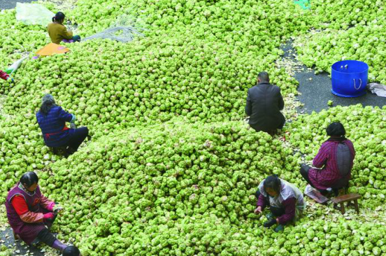 重庆市涪陵区群胜农榨菜股份合作社