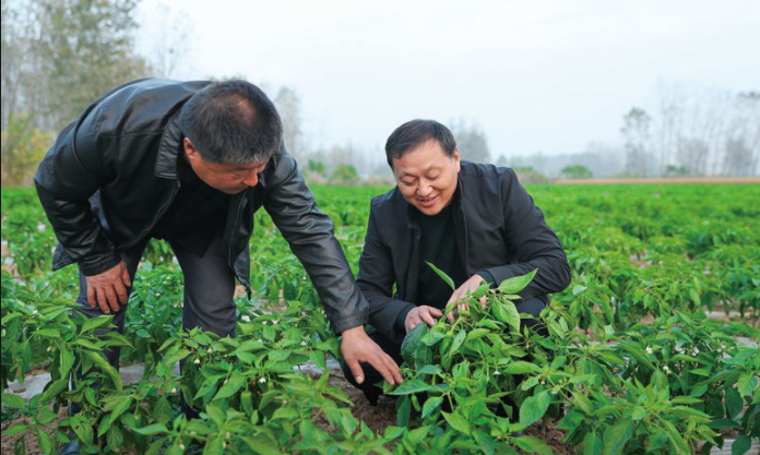 上海红刚青扁豆生产专业合作社