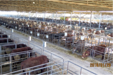 肉用牛健康高效养殖关键技术团队