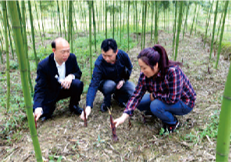竹产业提质增效团队
