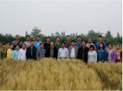 优质小麦新品种培育及绿色高效生产团队