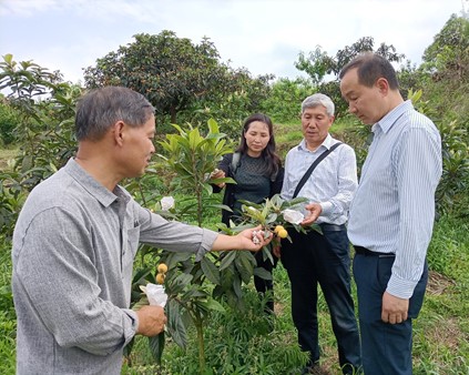 天府新区枇杷优质轻简高效栽培技术研究集成与示范